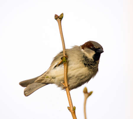 Sparrow on a branch in the early spring