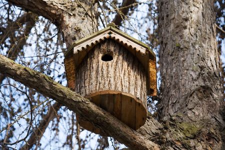 the trunk bird house on the pine branch