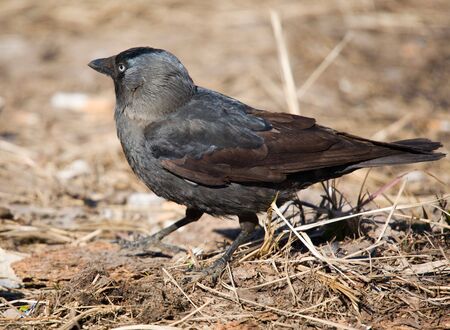 jackdaw close up in spring sunny day