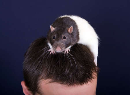 Rat on a head of the person close upの写真素材