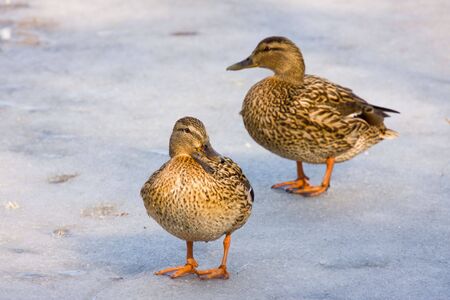 Two ducks on spring ice in a sunny dayの写真素材