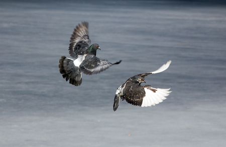 Flight of two pigeons one after anotherの写真素材