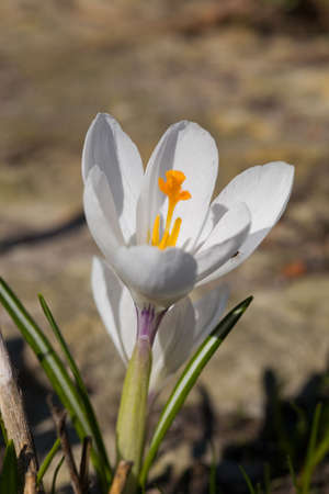 White crocus in the spring close up