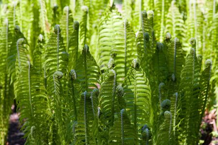 Background from green fern close up in springの写真素材