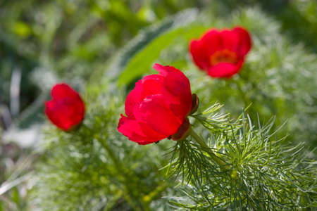 The Crimean peony close up (Paeonia daurica)の写真素材