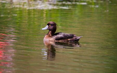 swimming reiherente on a background of green water の写真素材