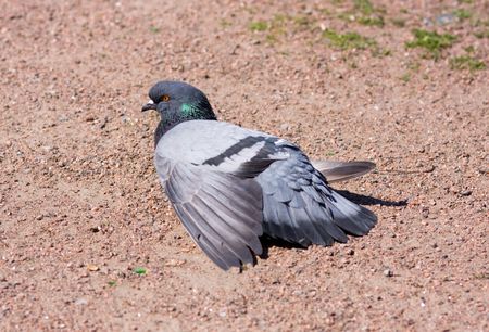 Portrait of the dove on a background of sandの写真素材