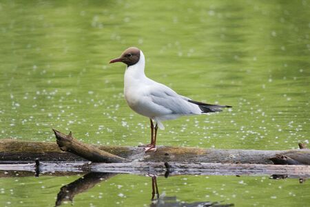 Portrait of the seagull on a log in green waterの写真素材