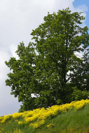Summer landscape in a sunny dayの写真素材