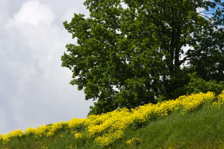 Summer landscape in a sunny dayの写真素材