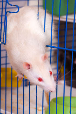Red-eyed rat getting out of a cageの写真素材