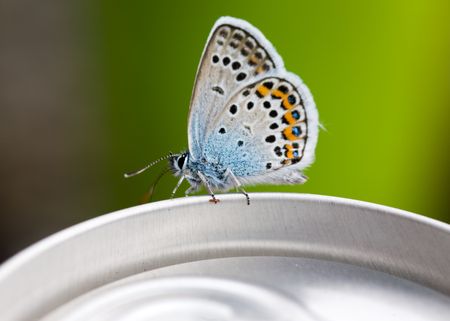 The butterfly close up on aluminium bankの写真素材
