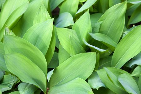 Background from leaves of a lily of the valley