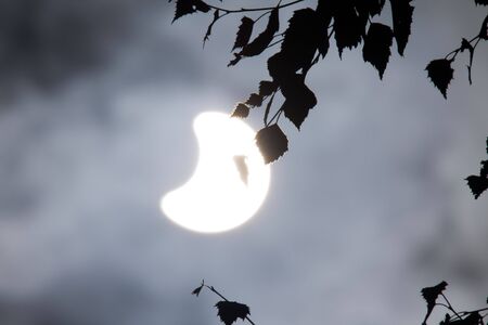 Branches of a tree on a background of a solar eclipseの写真素材