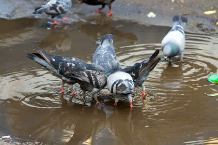 flock of city pigeons in a poolの写真素材