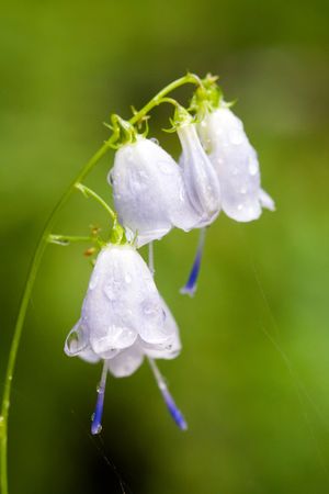 Hand bells close up after a rainの写真素材