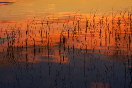 Coast of wood lake on at sunsetの写真素材