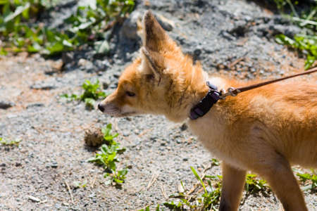 young fox on a lead close up