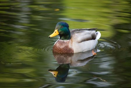 Portrait of a duck with reflection in green の写真素材