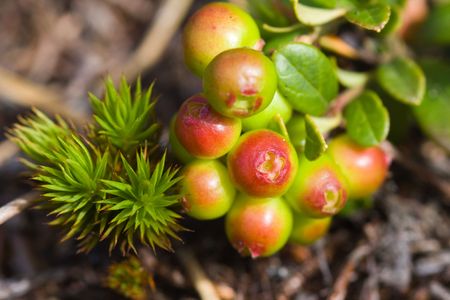 Cowberry bush close up during ripening in summerの写真素材