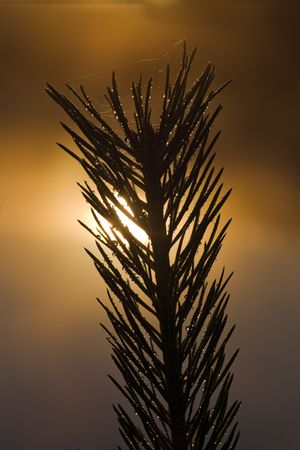 Pine branch after a rain against sun reflectionの写真素材