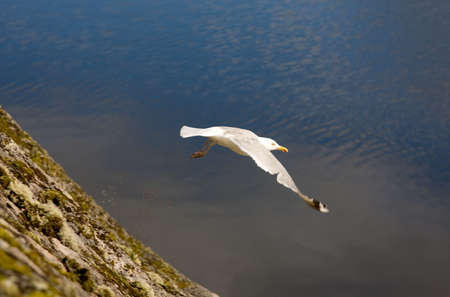The seagull flying over lake and a fragment of a rockの写真素材