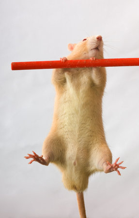 Red rat on a crossbeamの写真素材