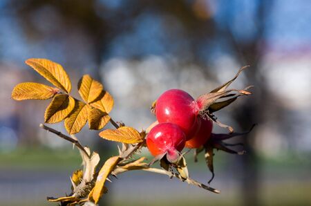 The branch of dogrose with red berriesの写真素材