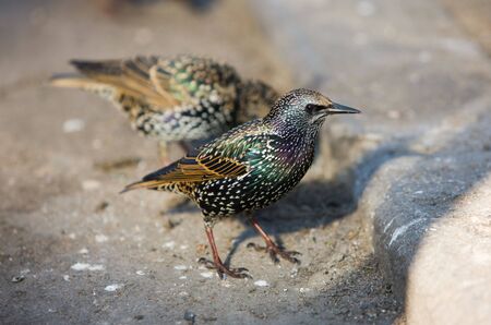 Two starlings on city sidewalk close upの写真素材