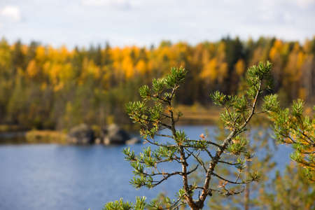 Branches of a green pine against autumn treesの写真素材