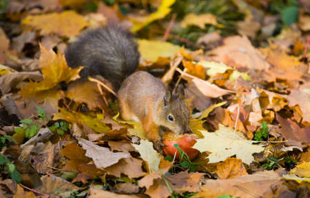 The squirrel eats an apple in the fallen down autumn foliageの写真素材