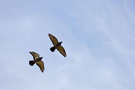 Flight of two pigeons against the skyの写真素材