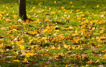 The fallen down maple leaves in a green grass