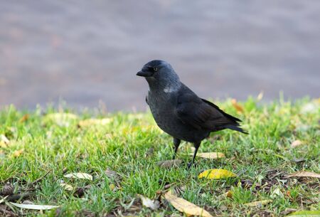 Jackdaw in a grass on the bank of a pondの写真素材