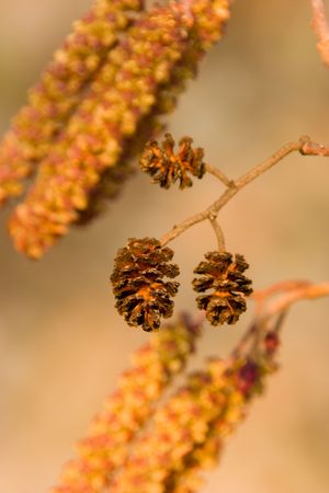 Blossoming alder in the spring in beams of the evening sun