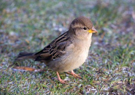 Sparrow (female) close up on a grassの写真素材
