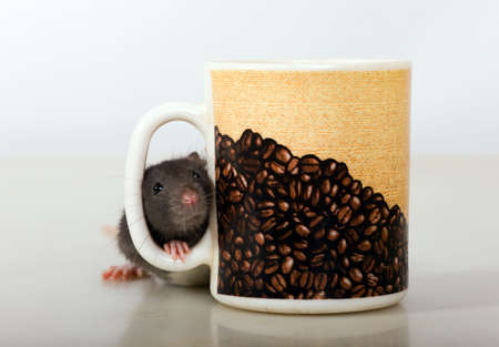 The small black baby rat emerge from behind coffee cupの写真素材