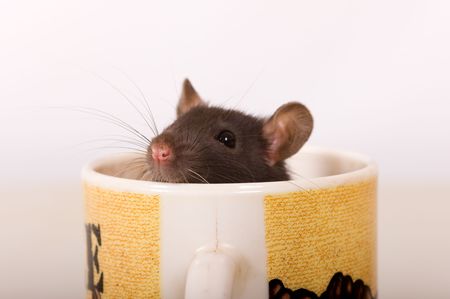 The small black rat with curiosity looks from a cupの写真素材