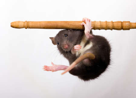 The black baby rat hangs on a pipeの写真素材