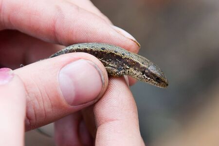 The man's hand holds a small motley lizardの写真素材