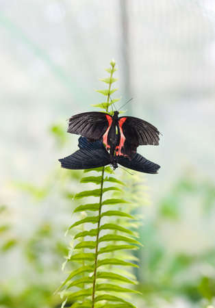 Two tropical butterflies with the damaged wings sit on fern leafの写真素材