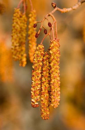 Blossoming alder in the spring in beams of the evening sunの写真素材