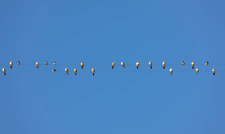 flock of birds on wire in skyの写真素材