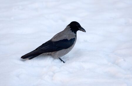Black crow on white snow close upの写真素材