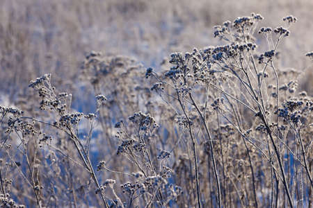 Winter landscape with hoarfrost on dry grass の写真素材