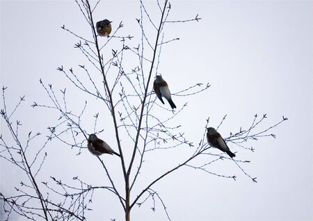 Four fieldfares on branches of a birch in the winterの写真素材
