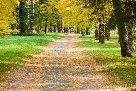 Road in the park, filled up by autumn foliage