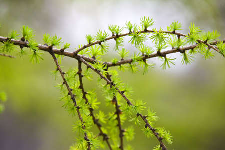 Branch of a larch with young needles in the springの写真素材