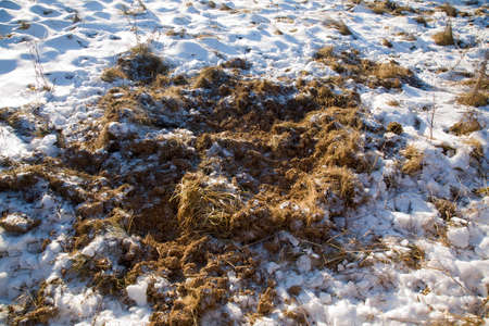 Traces of a wild boar extracting food under snowの写真素材