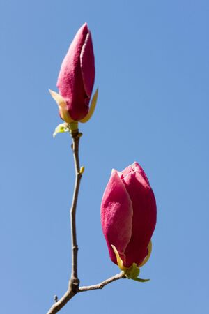 Blossoming branch of magnolia close up on a sky background の写真素材